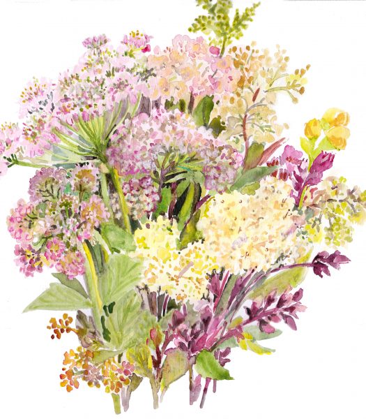 Hedgerow flowers