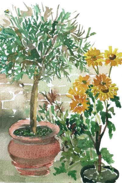 Margueritecropped